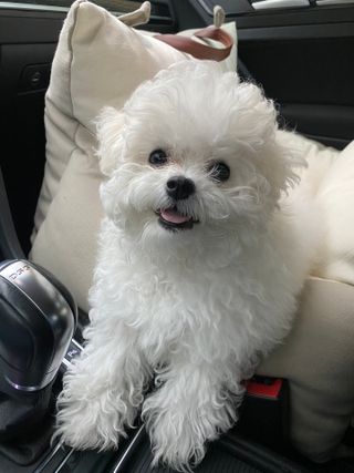 마리앤루이펫샴푸 [mari and louie pet shampoo] — 5점을 준 리뷰어가 2021년 5월 올린 사용 사진