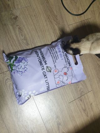 겟플렉스 켓플렉스 캣츠룸BS-1 고양이모래 4kg — 5점을 준 리뷰어가 2020년 12월 올린 사용 사진