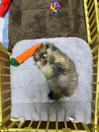 My Pet Care 천연단백질 치아건강에 개좋아 — 5점을 준 리뷰어가 2020년 12월 올린 사용 사진
