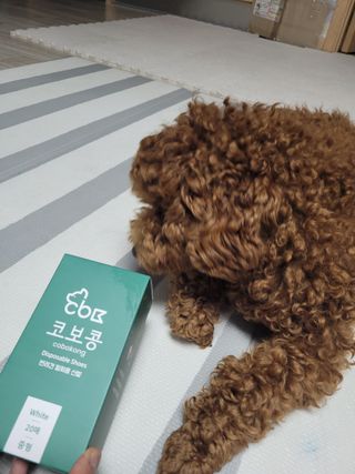 코보콩 에어슈즈 강아지 일회용 신발 소용량 패키지 20매 초경량  미끄럼방지 실내외 겸용 — 5점을 준 리뷰어가 2022년 2월 올린 사용 사진