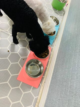 펫에이블 데일리바이트 키토 [비프], [치킨] — 4.5점을 준 리뷰어가 2021년 8월 올린 사용 사진