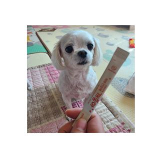 My Pet Care 모발과 모질 피부건강에 개좋아 — 5점을 준 리뷰어가 2021년 4월 올린 사용 사진