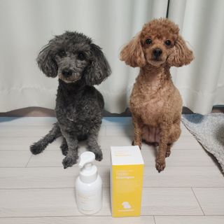 [댕모어 샴푸 2종] 댕샴푸 / 퍼피샴푸  2종 세트 (300ml) — 5점을 준 리뷰어가 2023년 10월 올린 사용 사진