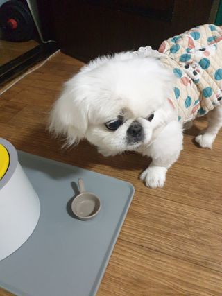 페키아름님이 올린 리뷰 사진 1