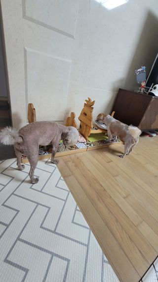 숑봉마미님이 올린 리뷰 사진 3