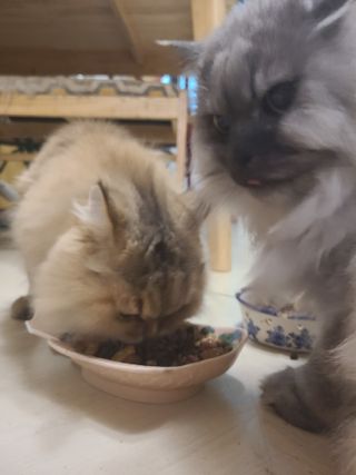비타크래프트 포에시 델리스 고양이 파우치 85g 9가지맛 1팩씩 — 5점을 준 리뷰어가 2021년 8월 올린 사용 사진