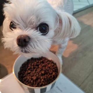 [푸디웜] 라포그  리얼인섹트 웨이트밸런스 저알러지 강아지 사료  1.2KG — 5점을 준 리뷰어가 2022년 7월 올린 사용 사진