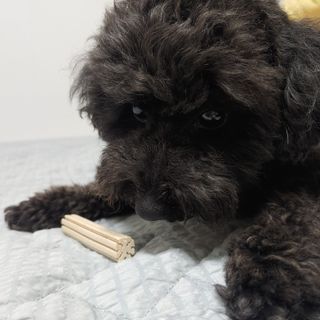 페페로니 클린플러스 덴탈치킨껌 10g x 14p — 5점을 준 리뷰어가 2021년 7월 올린 사용 사진