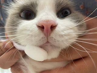 [자유펫] 고양이 턱드름 여드름 예방 및 제거 세트, 블랙씨드케어박스 — 5점을 준 리뷰어가 2021년 10월 올린 사용 사진