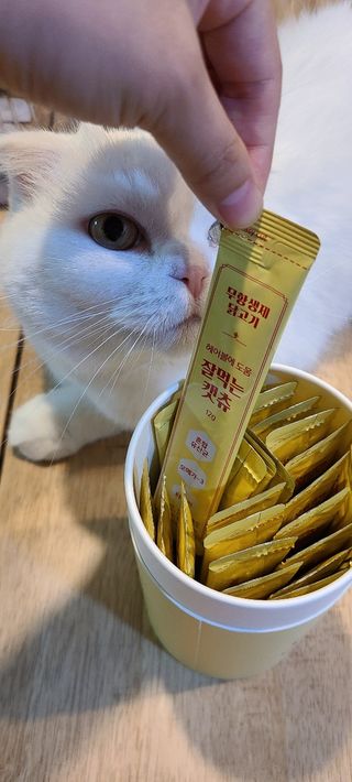 페페로니 잘 먹는 캣츄 - 무항생제 닭고기 24개입 — 5점을 준 리뷰어가 2021년 7월 올린 사용 사진