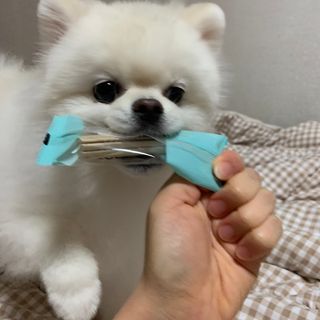 페페로니 2종 세트 클린플러스 덴탈껌 치킨+덕 — 5점을 준 리뷰어가 2021년 8월 올린 사용 사진