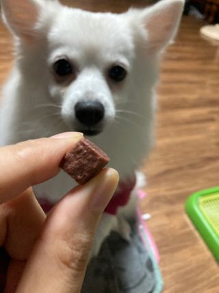 My Pet Care 천연단백질 눈건강에 개좋아 — 5점을 준 리뷰어가 2021년 1월 올린 사용 사진