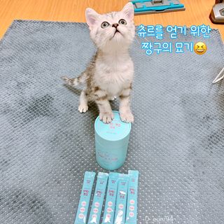페페로니 잘 먹는 캣츄 - 원양선 참치 24개입 — 5점을 준 리뷰어가 2021년 10월 올린 사용 사진