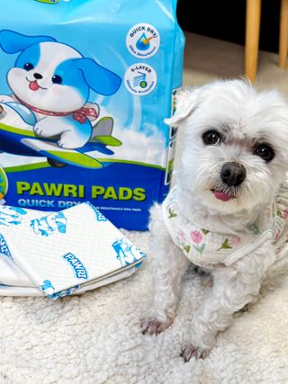 망아진가봄님이 올린 리뷰 사진 2