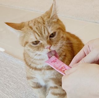 페페로니 잘 먹는 캣츄 - 알래스카 연어 24개입 — 4점을 준 리뷰어가 2021년 7월 올린 사용 사진