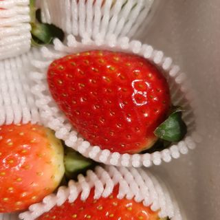 옳음 딸기 논산 설향 딸기 900g 산지직송 — 5점을 준 리뷰어가 2021년 1월 올린 사용 사진