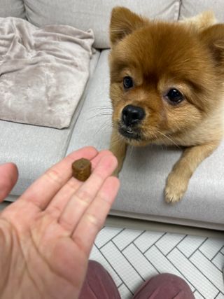 My Pet Care 천연단백질 관절건강에 개좋아 — 5점을 준 리뷰어가 2021년 1월 올린 사용 사진