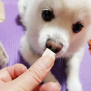 [펫시밀] 원물그대로 영양듬뿍 진공동결건조 북어트릿75g,치킨트릿100g,연어트릿75g 강아지 고양이 간식 — 4점을 준 리뷰어가 2023년 5월 올린 사용 사진