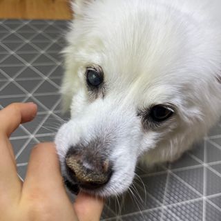 [펫시밀] 원물그대로 영양듬뿍 진공동결건조 북어트릿75g,치킨트릿100g,연어트릿75g 강아지 고양이 간식 — 5점을 준 리뷰어가 2023년 6월 올린 사용 사진
