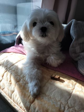 My Pet Care 천연단백질 관절건강에 개좋아 — 4점을 준 리뷰어가 2021년 1월 올린 사용 사진