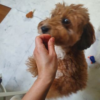 My Pet Care 천연단백질 관절건강에 개좋아 — 5점을 준 리뷰어가 2021년 1월 올린 사용 사진