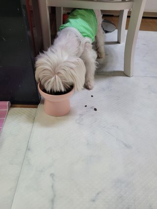 포비맘님이 올린 리뷰 사진 4