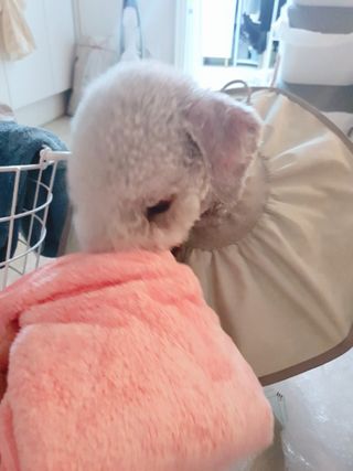 코코몰리 보들보들 초극세사 프리미엄 펫전용 타올 — 5점을 준 리뷰어가 2021년 1월 올린 사용 사진