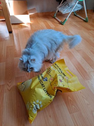 겟플렉스 켓플렉스 캣츠룸BS-1 고양이모래 4kg — 4.5점을 준 리뷰어가 2021년 3월 올린 사용 사진