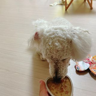 비타크래프트 조에시 하트캔 85g 강아지 습식캔 10캔 — 5점을 준 리뷰어가 2021년 8월 올린 사용 사진