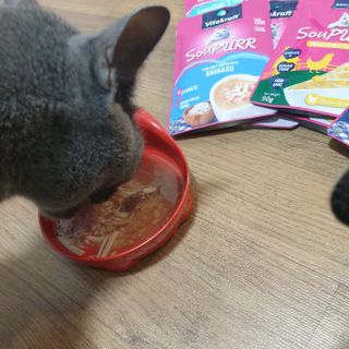 비타크래프트 고양이 수프 50g 3가지맛 x4팩씩 총 12팩 — 5점을 준 리뷰어가 2021년 8월 올린 사용 사진