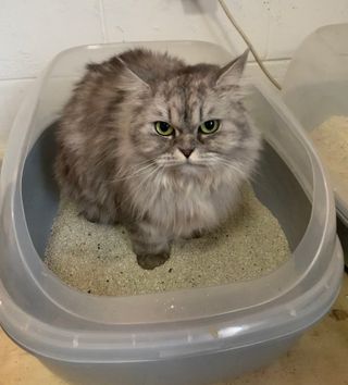 겟플렉스 켓플렉스 캣츠룸BS-1 고양이모래 4kg — 3점을 준 리뷰어가 2021년 1월 올린 사용 사진