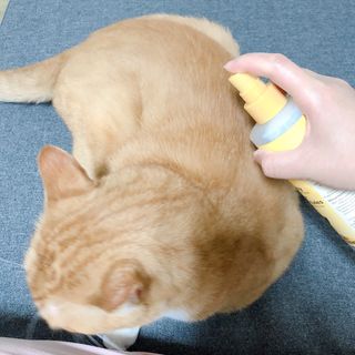 버츠비 캣 댄더 리듀싱 스프레이 — 5점을 준 리뷰어가 2021년 5월 올린 사용 사진