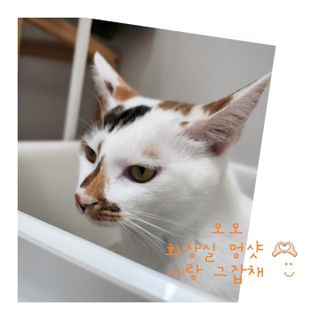 브라우니모래 [브라우니] 고양이 카사바모래 브라우니 천연 응고형 모래  6Lx2개 — 5점을 준 리뷰어가 2023년 11월 올린 사용 사진