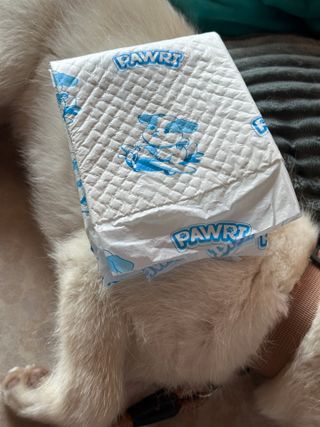 냥도동인간님이 올린 리뷰 사진 2