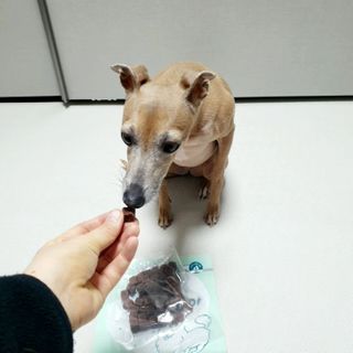 My Pet Care 천연단백질 눈건강에 개좋아 — 5점을 준 리뷰어가 2021년 1월 올린 사용 사진