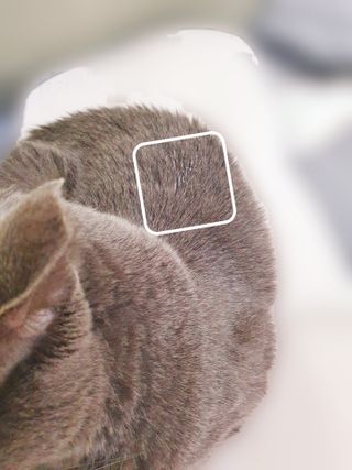 핑키냥이님이 올린 리뷰 사진 3