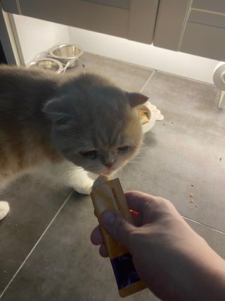 페페로니 맛있는 스틱 - 무항생제 닭고기 15개 + 원양선 참치 15개 — 5점을 준 리뷰어가 2021년 8월 올린 사용 사진