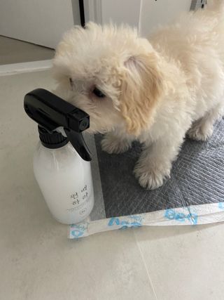 gpdms0818님이 올린 리뷰 사진 4