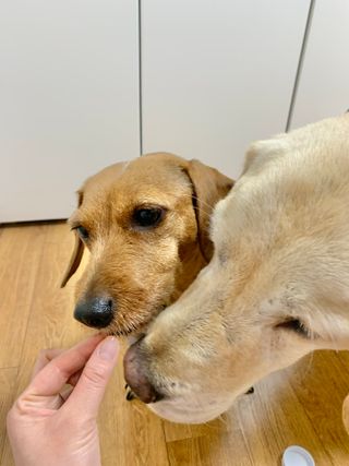 펫21 그로그로 5종 강아지 고양이 반려동물 한방 영양제 — 4점을 준 리뷰어가 2021년 11월 올린 사용 사진