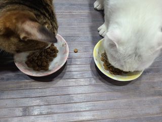 토우 프레이 칠면조 캣 — 5점을 준 리뷰어가 2021년 5월 올린 사용 사진