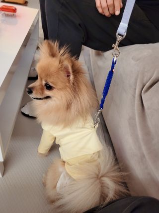 베이컨박스 [BACON] 고아웃클럽 산책 안전벨트 라이트 - 소형견용 — 5점을 준 리뷰어가 2021년 12월 올린 사용 사진