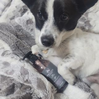마리앤루이펫샴푸 [mari and louie pet shampoo] — 5점을 준 리뷰어가 2021년 6월 올린 사용 사진
