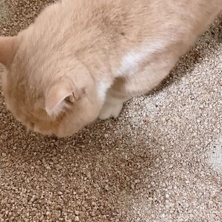 브라우니모래 [브라우니] 고양이 카사바모래 브라우니 천연 응고형 모래  6Lx2개 — 4점을 준 리뷰어가 2023년 11월 올린 사용 사진