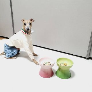 My Pet Care 모발과 모질 피부건강에 개좋아 — 5점을 준 리뷰어가 2021년 1월 올린 사용 사진