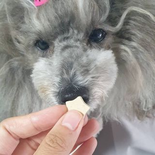 페페로니 자기전에 먹는 저알러지 껌 세트 치킨+오리 — 4점을 준 리뷰어가 2021년 7월 올린 사용 사진