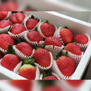 옳음 딸기 논산 설향 딸기 900g 산지직송 — 5점을 준 리뷰어가 2021년 1월 올린 사용 사진