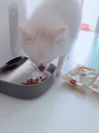 씨디랩 구강에서 장까지 한 번에 관리하는 더블락토 강아지 고양이 유산균 — 5점을 준 리뷰어가 2021년 6월 올린 사용 사진