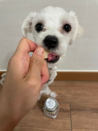 페페로니 자기전에 먹는 저알러지 껌 세트 치킨+오리 — 5점을 준 리뷰어가 2021년 8월 올린 사용 사진