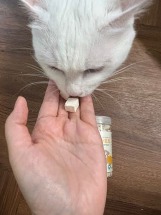 [펫시밀] 원물그대로 영양듬뿍 진공동결건조 북어트릿75g,치킨트릿100g,연어트릿75g 강아지 고양이 간식 — 5점을 준 리뷰어가 2023년 6월 올린 사용 사진