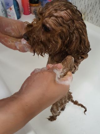 마리앤루이펫샴푸 [mari and louie pet shampoo] — 5점을 준 리뷰어가 2021년 6월 올린 사용 사진